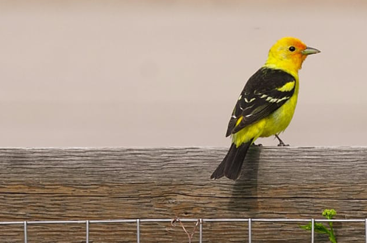 Calls of the Wild Extra: Backyard Birding