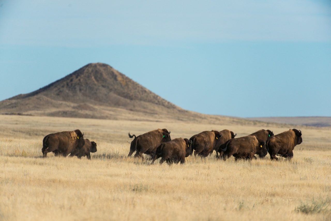 Soapstone Prairie, Larimer County