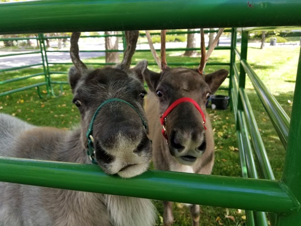 Santa S Reindeer Return To Bath Garden Center Nocostyle Com