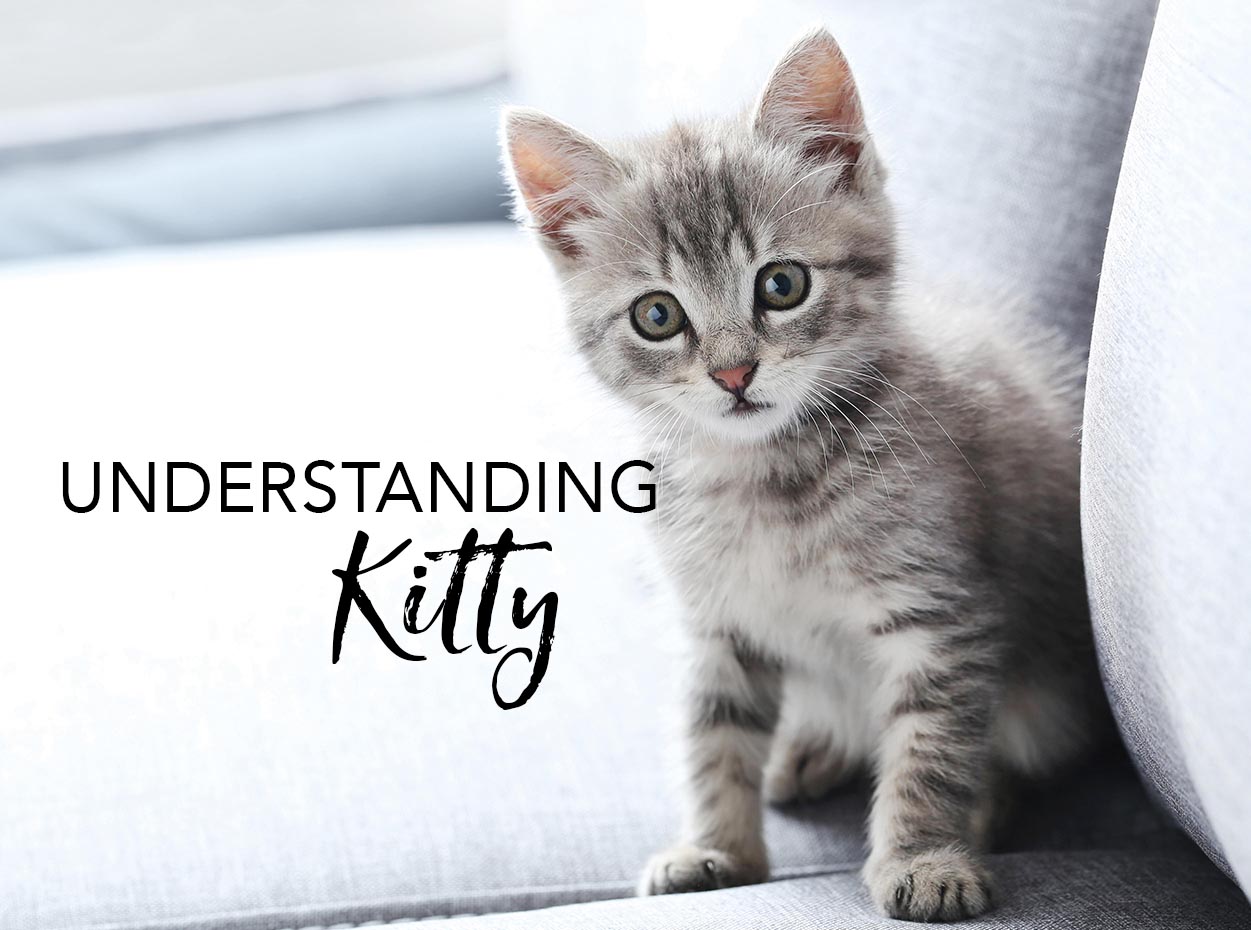 Understanding Kitty