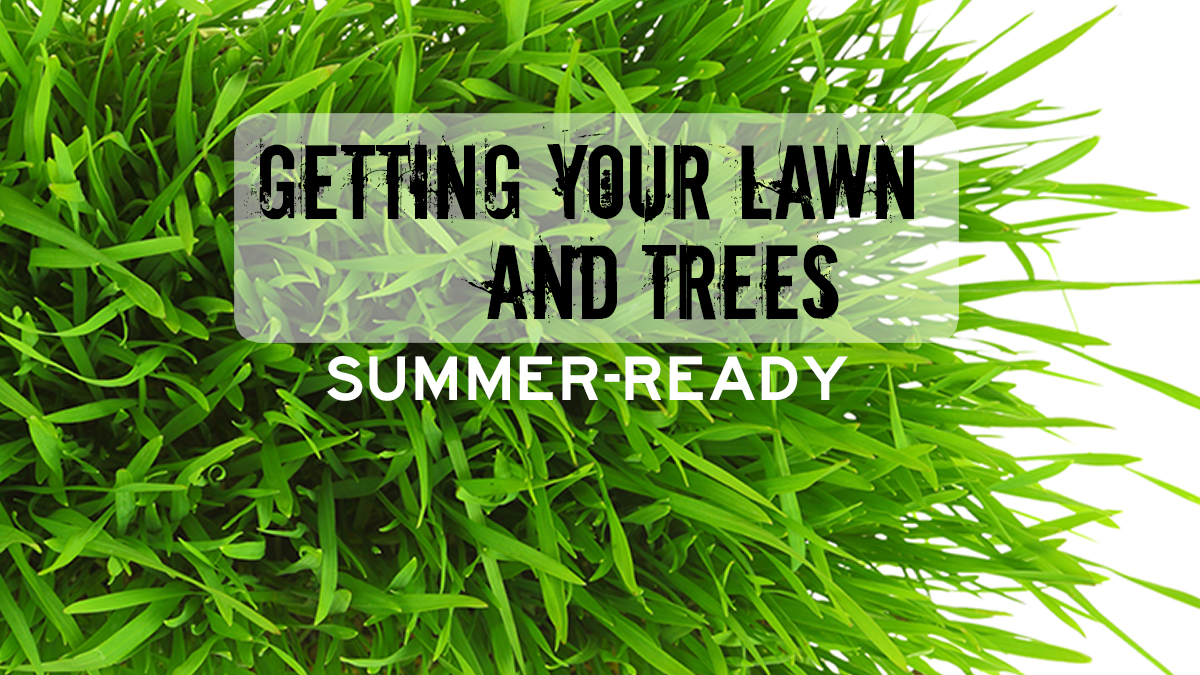 Getting Your Lawn and Trees Summer-Ready