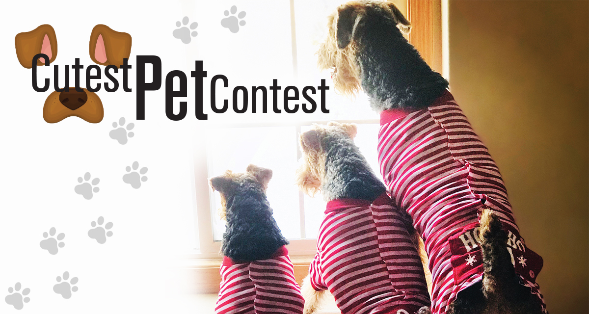 2020 Cutest Pet Contest