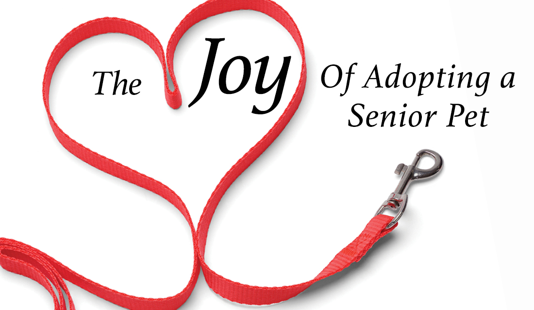 The Joy of Adopting a Senior Pet