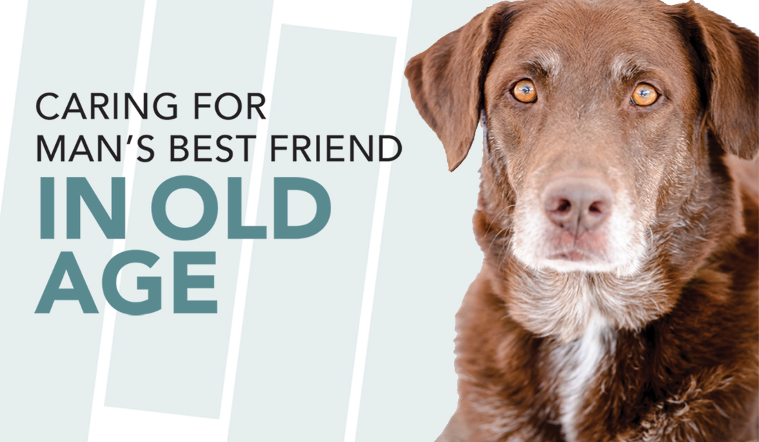 Caring For Man’s Best Friend in Old Age