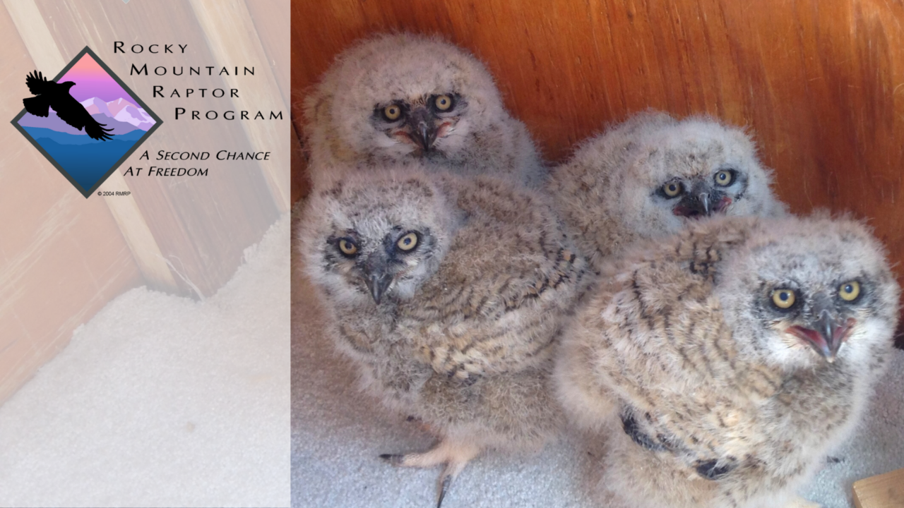 Spring Open House at the RMRP: Come Meet Live Birds of Prey!