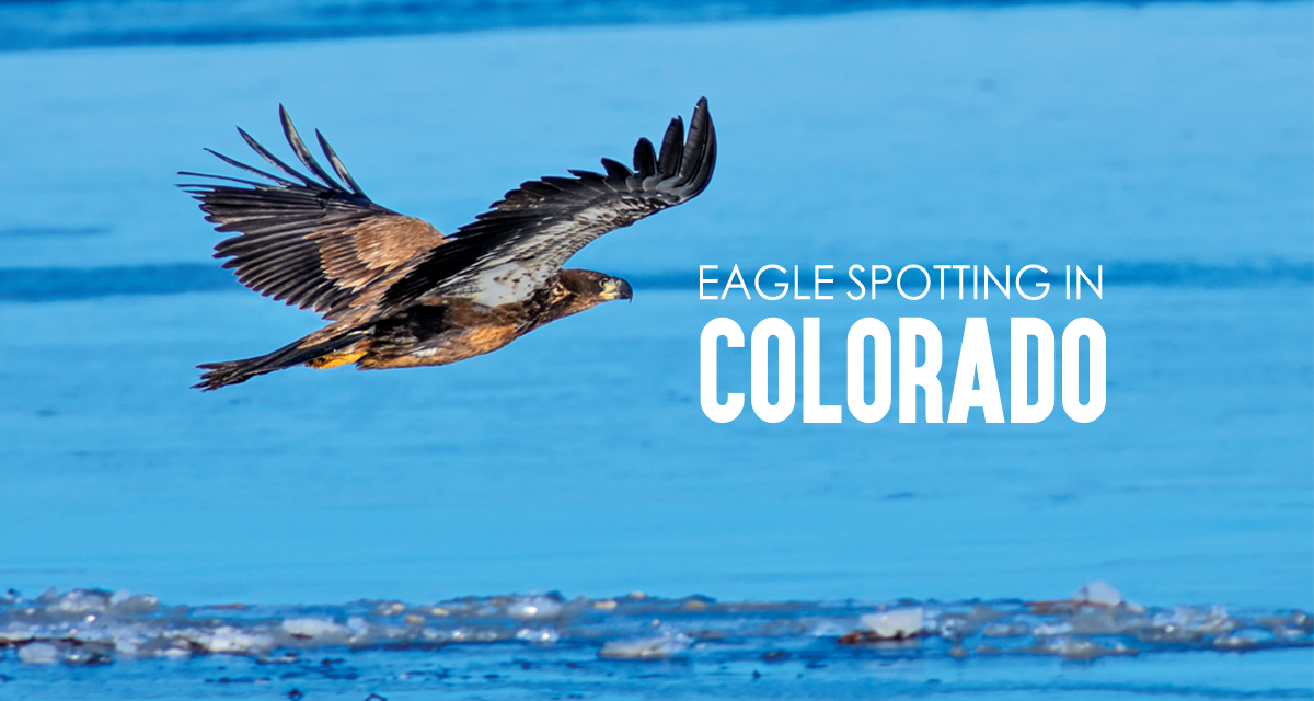 Colorado Eagles on X: Here we gooo! Puck drop 🔜