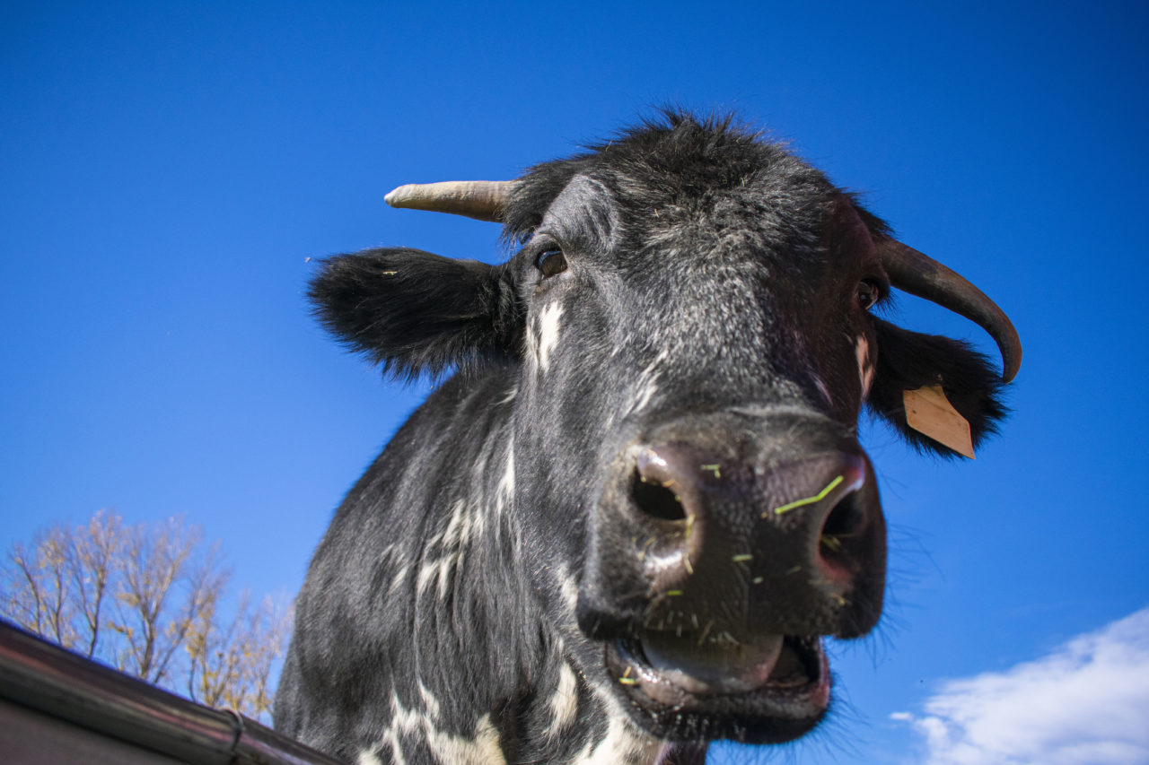 Colorado Town Rallies Around Miracle Cow