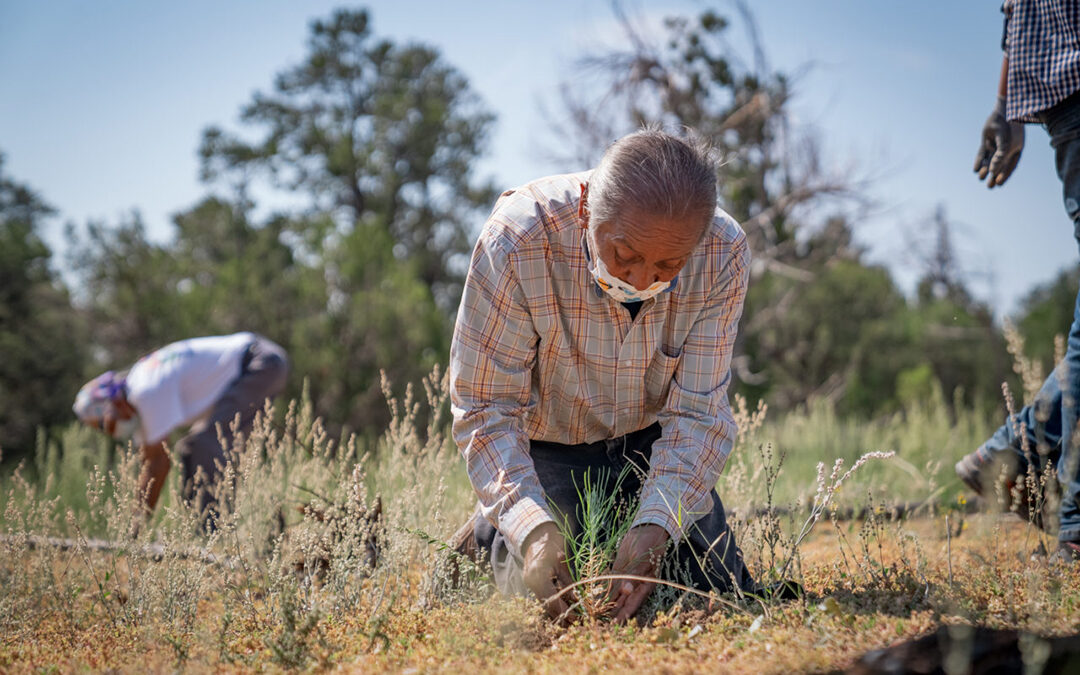 Putting Down Roots