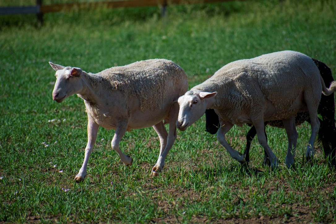 Luvin Arms Animal Sanctuary Hosts Inaugural Running Event