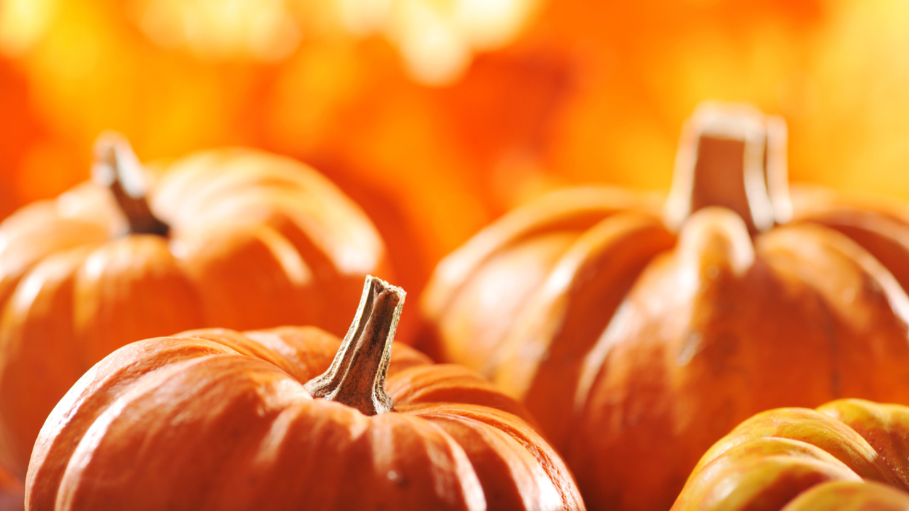 Gardens on Spring Creek to Host Pumpkins on Parade for Candy-Free Family Fun