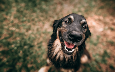 Fort Collins’ Top Dog Event