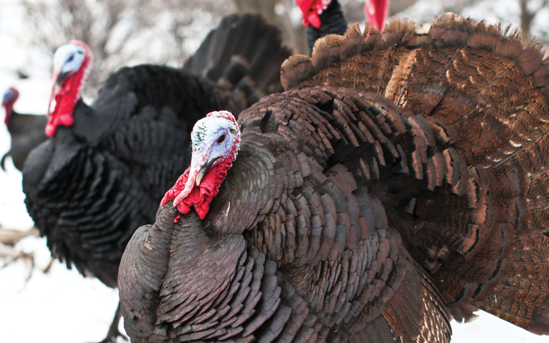 A Good Life for a Turkey