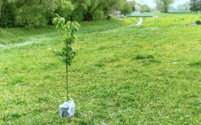 Greeley’s Share the Shade Program Accepting Applications for 2024