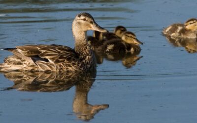 Fort Collins Ducks Unlimited Spring Banquet to Benefit Local Wetlands