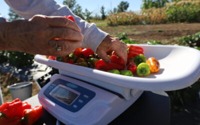 Blooming Success: Larimer County Master Gardeners Study the Top Tomatoes and Perfect Peppers for NOCO