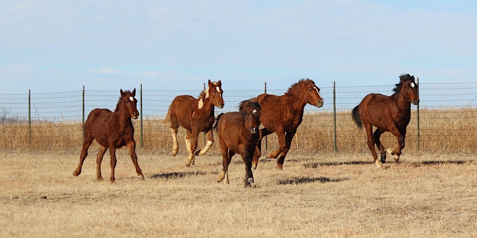 Wild Horse Advocacy Nonprofit Fundraising Gala