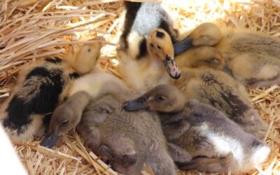 Celebrate Spring with Baby Animal Days at Centennial Village Museum