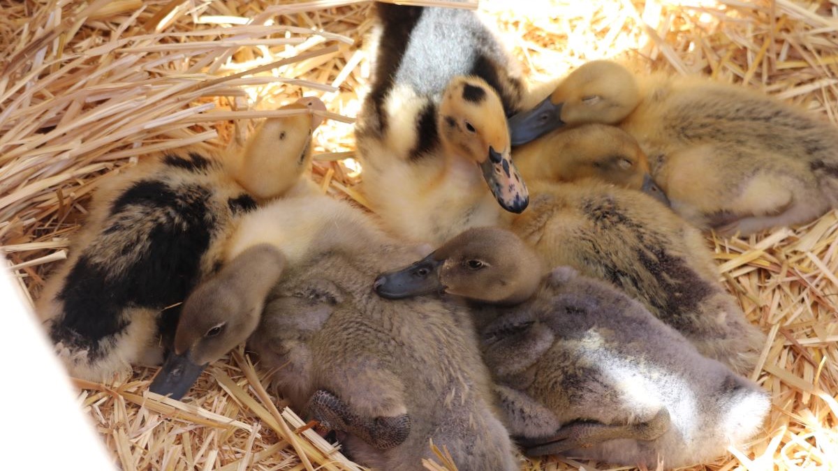 A brood of fuzzy yellow ducklings nest together in straw.