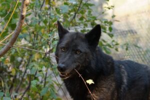 A W.O.L.F. Sanctuary wolf dog in Colorado.
