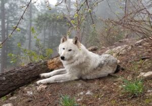 A wolf dog at the W.O.L.F. Sanctuary in Colorado.