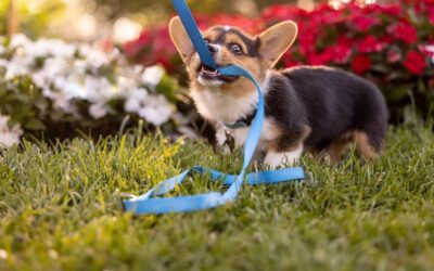 Pet Photographer Rallies Behind Local Animal Rescue