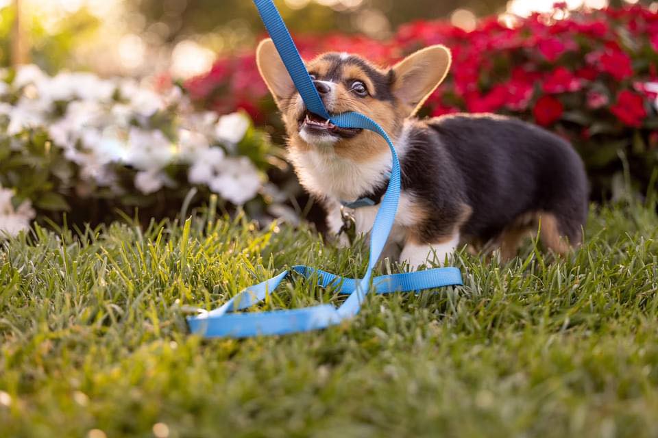 A photo of a corgi by Furbaby Photography in Loveland, CO.