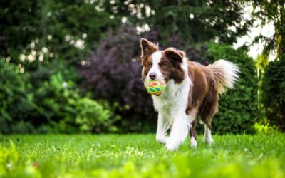 NOCO Humane Celebrates 55 Years of Service with Matched Donations on April 1