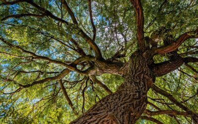 Human Bean to Plant One Tree Per Drink Sold on Earth Day 2024