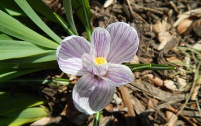 Free Wood Mulch Available to Fort Collins Residents