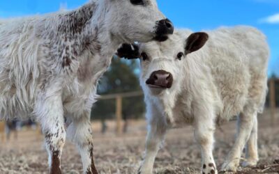 Lucky Blu Ranch Raises Mini Cattle with Big Rewards