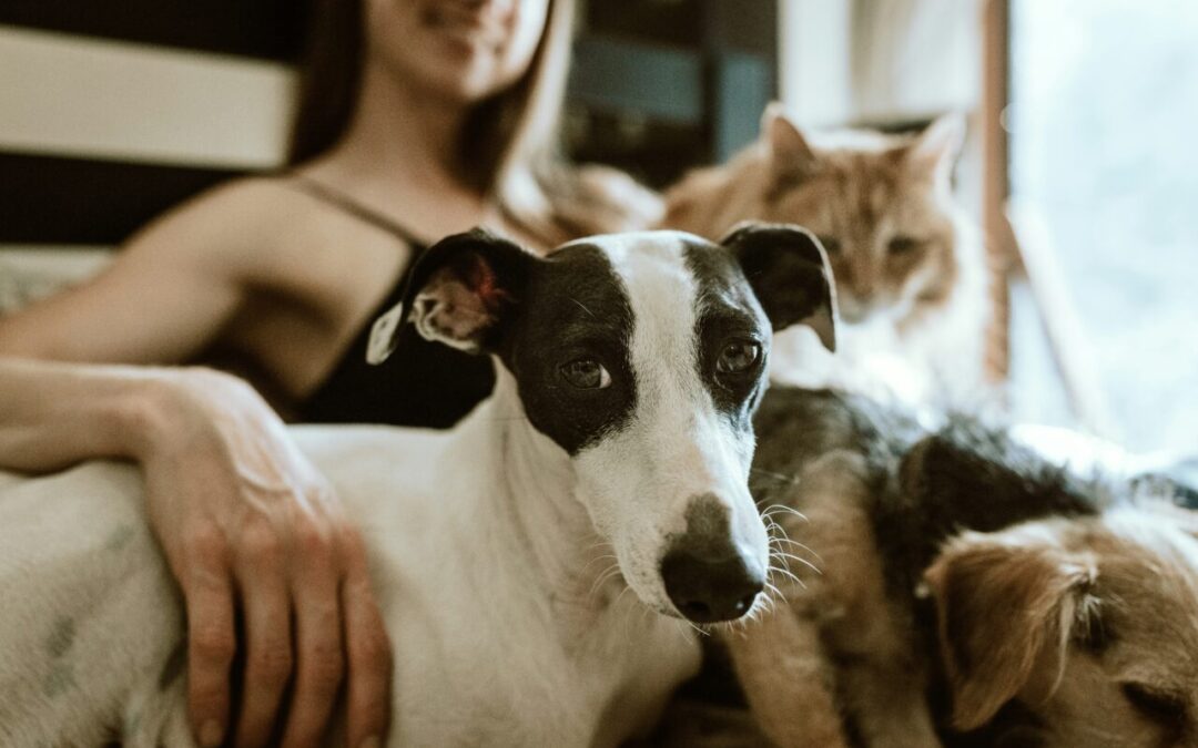 NOCO Humane Waives Adoption Fees for 462 Animals in Need