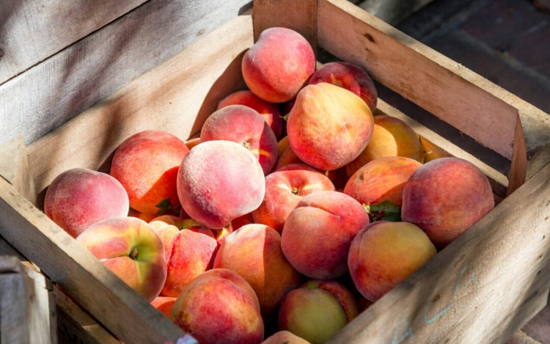 Fort Collins Peach Festival Returns to Old Town