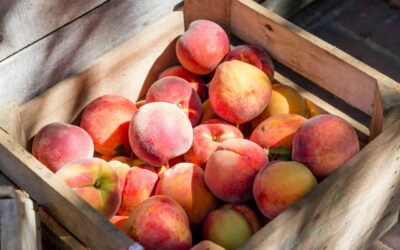 Fort Collins Peach Festival Returns to Old Town