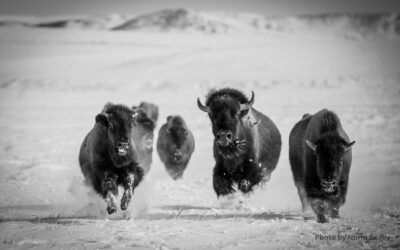 Bison and American Indian Archaeology Offered in Group Travel with Guides