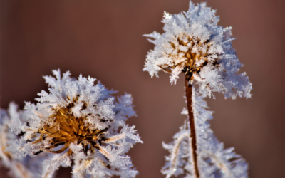 A Guide to Fall Landscape Maintenance