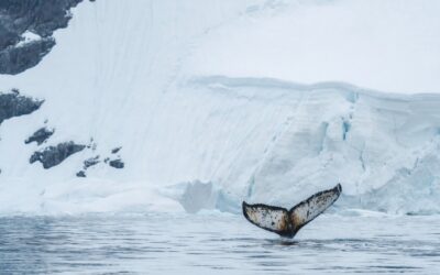 Magic and Beauty of Antarctica Highlighted at Global Village Museum