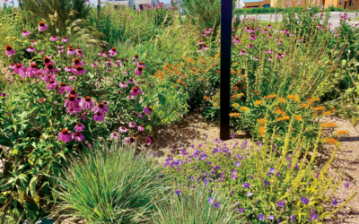 Swap Out Your Sod
