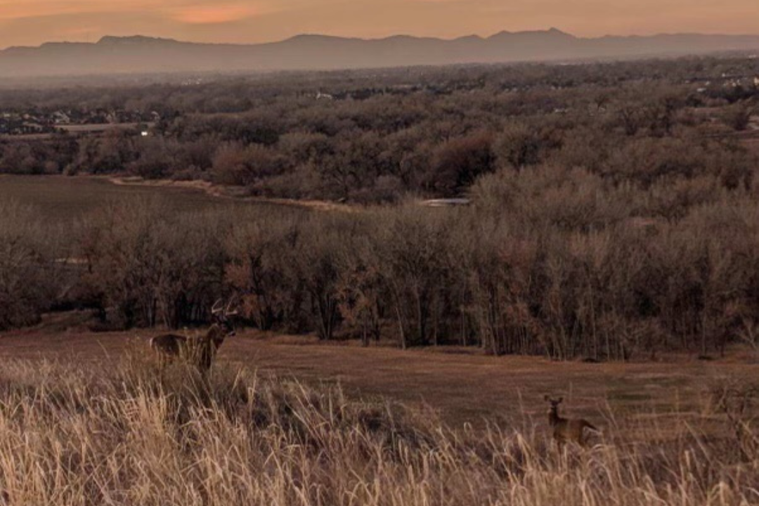 Prairie landscape at sunset with mountains in the background and deer.