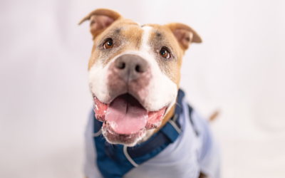 The Pet Playbook: A Guide for Pet Parents