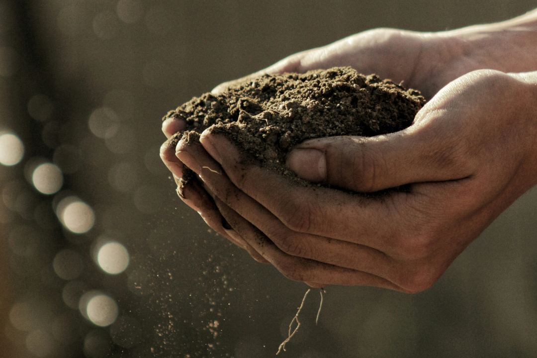 Hands holding soil.