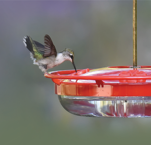 hummingbird