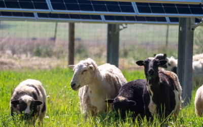 Grazing the Grid