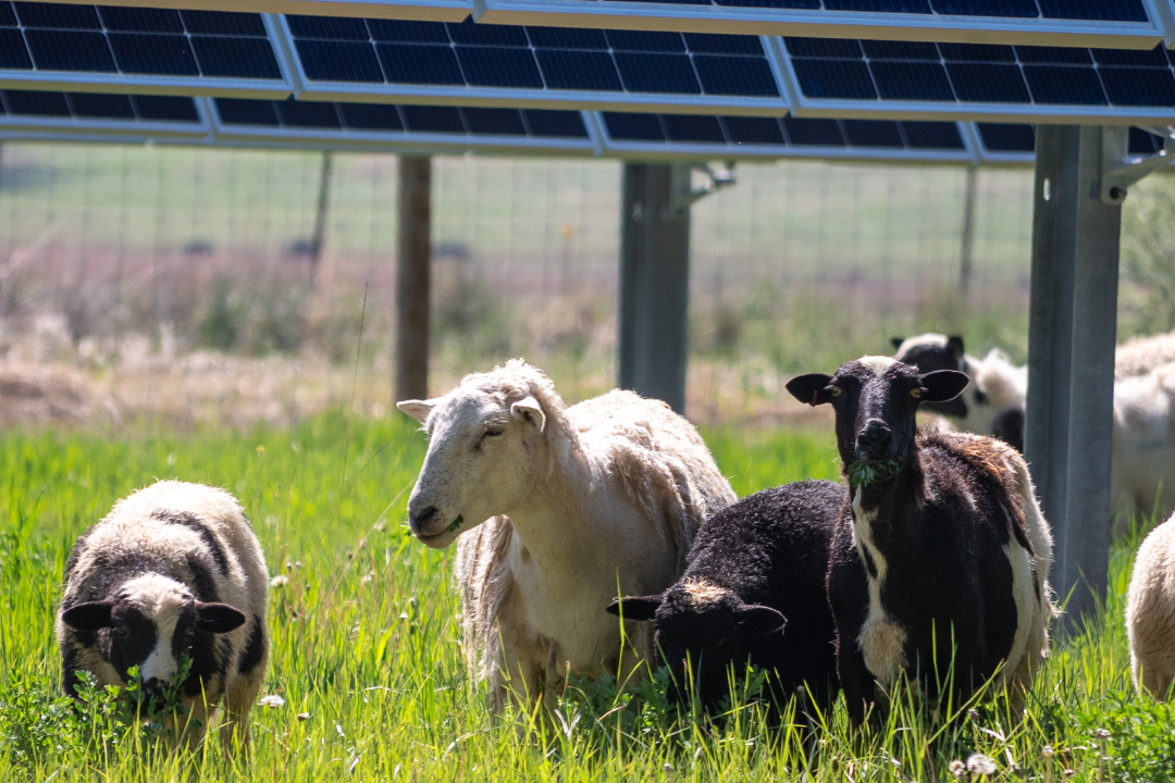 Sheep grazing at Pivot Energy's newly built, innovative dual-harvest community solar project in LaSalle. Photo by Jordan Secher.
