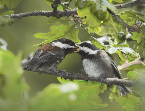 wild-birds-fd-photo