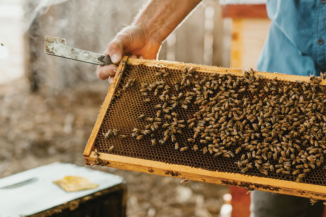 Copoco's Honey. Photo by Abigail Fountain, Stoked Ember Productions.
