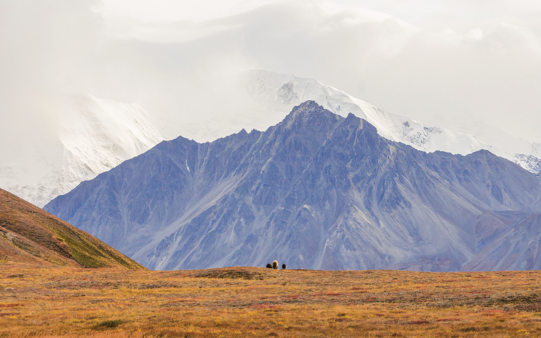 When the Mountains Wear Gold