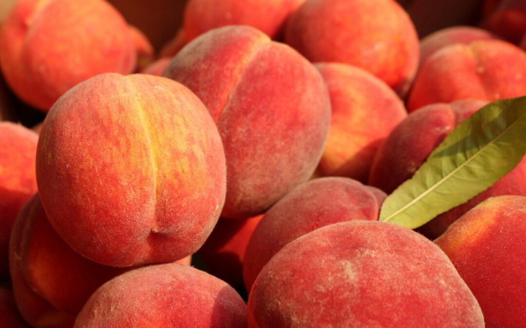 Fort Collins Peach Festival Returns Aug. 16