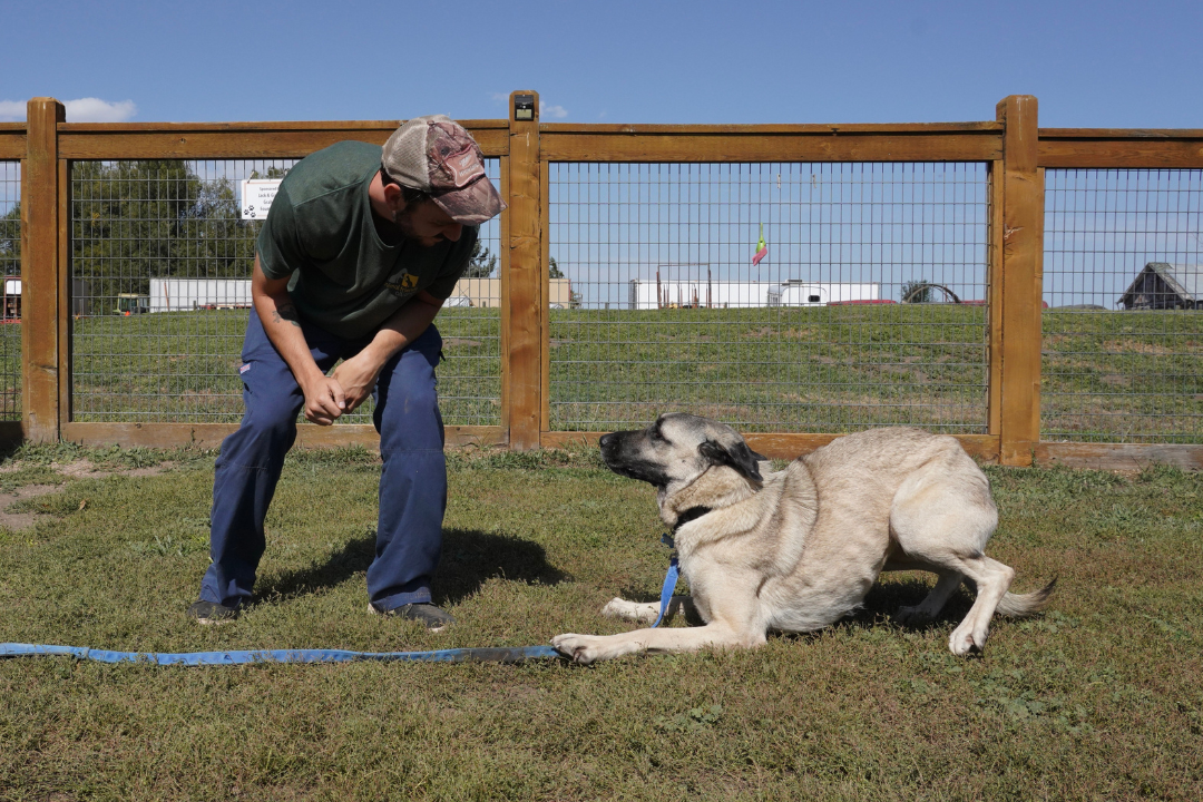 Animal Friends Alliance x Jessup Farm