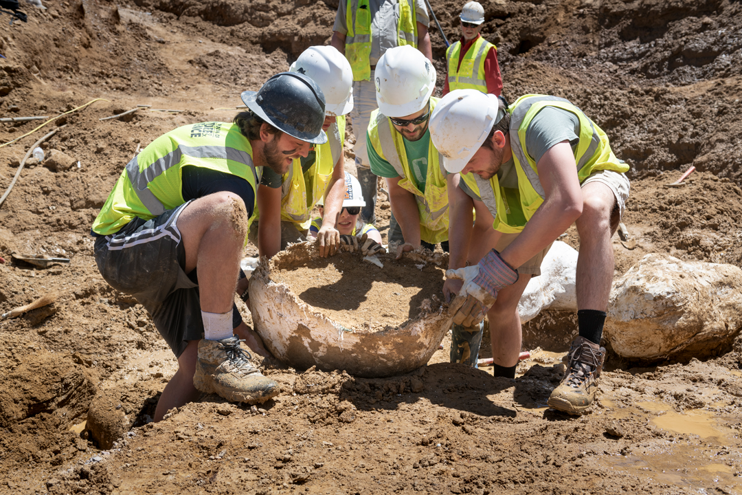 Digging Up Bones - NOCOStyle