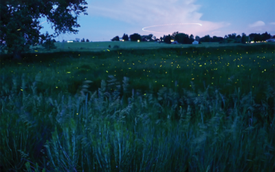 Nature’s Nightlights